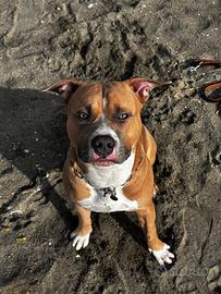 Maschio x monta, American pit bull terrier ukc