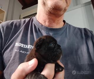Cuccioli bouledogue bulldog francese