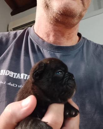 Cuccioli bouledogue bulldog francese