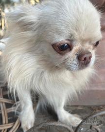 Meraviglioso Chihuahua adulto