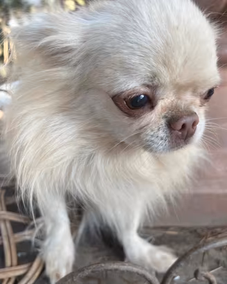 Meraviglioso Chihuahua adulto