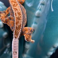 Cresties gecko harley orange pattern full pin