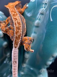 Cresties gecko harley orange pattern full pin