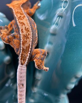 Cresties gecko harley orange pattern full pin