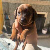 Bassotti tedeschi standard