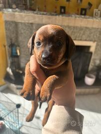 Bassotti tedeschi standard