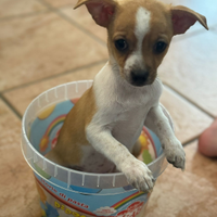 Chihuahua