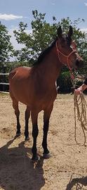Cavalli e puledri