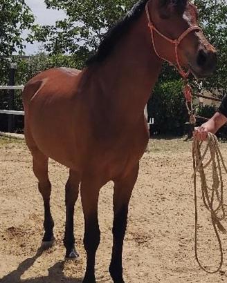 Cavalli e puledri