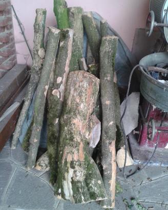 Tronchi di Bosso
