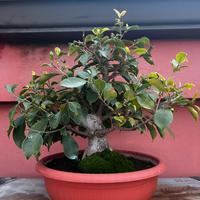Bonsai di Ficus Ginseng