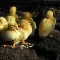 Anatroccoli di anatra muta