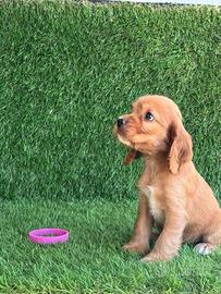 Cocker