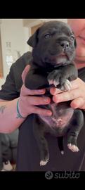 Staffordshire bull terrier