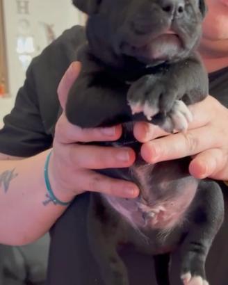 Staffordshire bull terrier