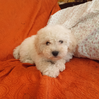 Cuccioli barboncino Toy bianco 60gg