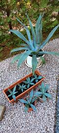 Agave americana