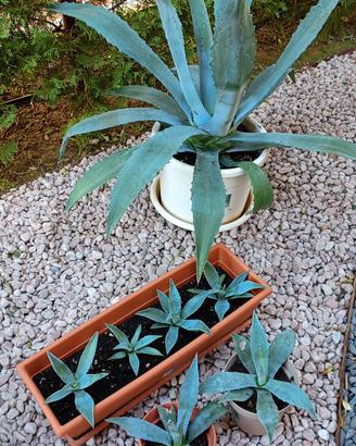 Agave americana