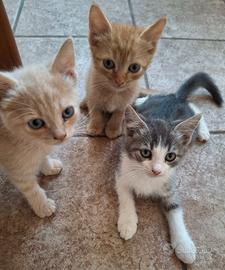 Cuccioli tenerissimi