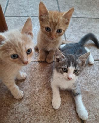 Cuccioli tenerissimi