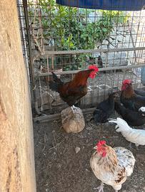 Gallo ornamentale razza Olive Egger