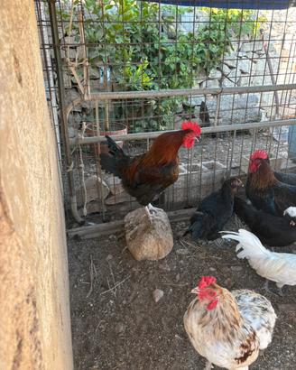 Gallo ornamentale razza Olive Egger