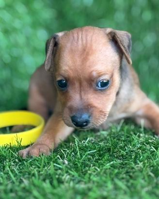 Pinscher
