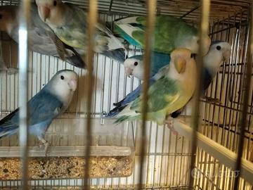 Pappagalli inseparabili