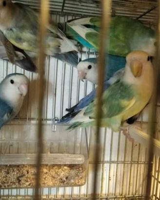 Pappagalli inseparabili