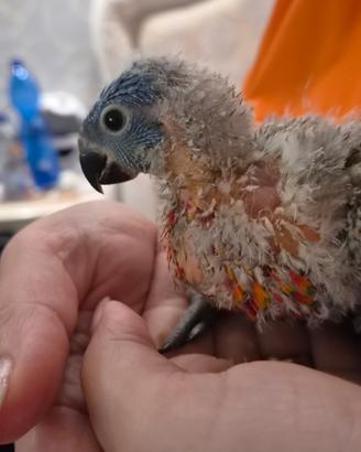 Lori arcobaleno allevato a mano