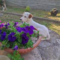 Parson Russell terrier