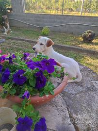 Parson Russell terrier