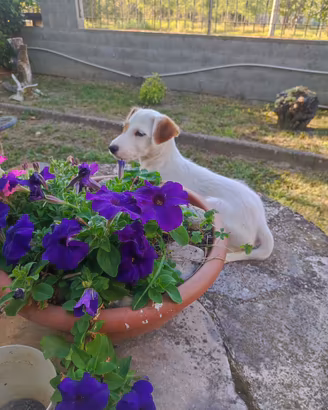 Parson Russell terrier