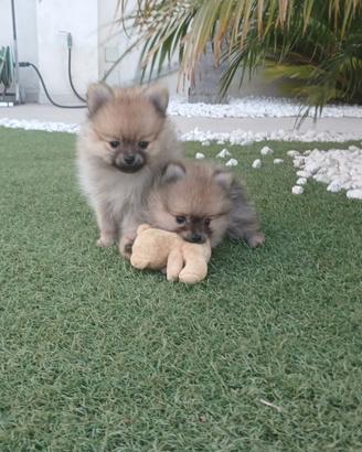 Volpino Spitz Pomerania