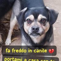 PEPE 3 ANNI 16 KG taglia media piccola IN CANILE