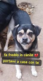 PEPE 3 ANNI 16 KG taglia media piccola IN CANILE