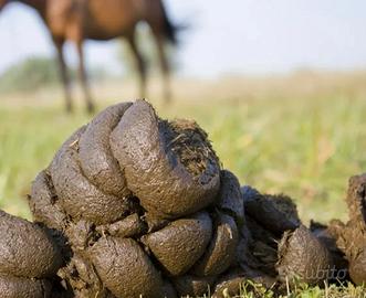 stabbio cavallo già imbustato 