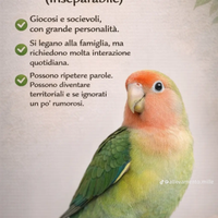 Inseparabili roseicollis