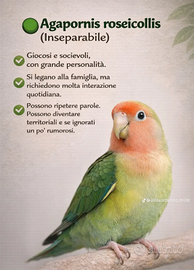 Inseparabili roseicollis