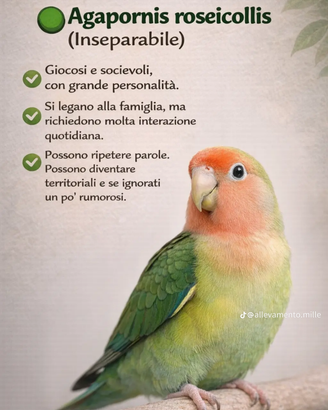 Inseparabili roseicollis