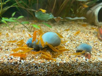 Neo caridini Orange Sakura, Yellow fair