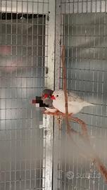 Coppia diamanti mandarino olandesi