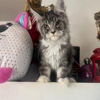 Allevamento AUTORIZZATO gatti Maine Coon