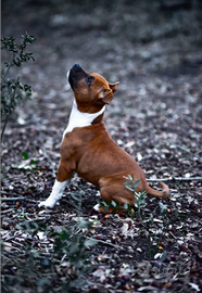 Cuccioli di Staffordshire bull terrier