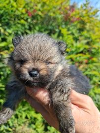 Spitz tedesco nano cuccioli