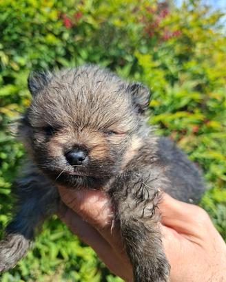 Spitz tedesco nano cuccioli