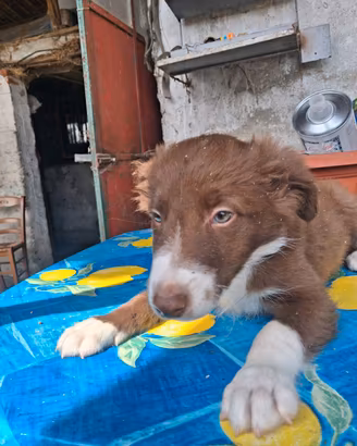 Cuccioli border collie