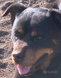 Rottweiler