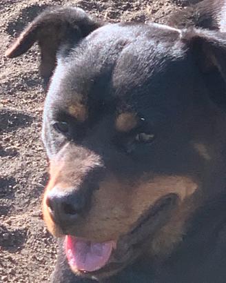 Rottweiler
