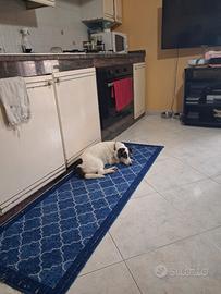 Cane di piccola taglia